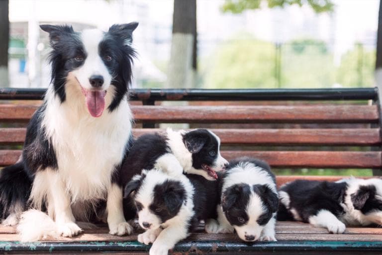 世界最聪明的犬种：边境牧羊犬的来历、优缺点及饲养指南