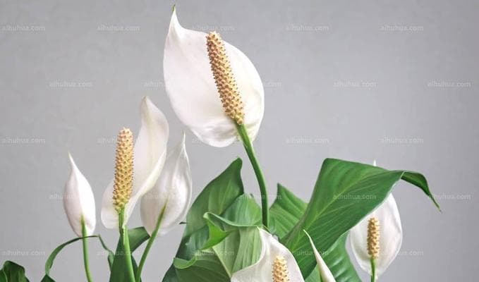 月光花的花语：绽放在夜晚的希望与梦想