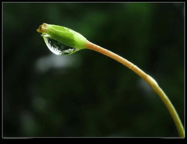 无根水是眼泪还是雨水呀