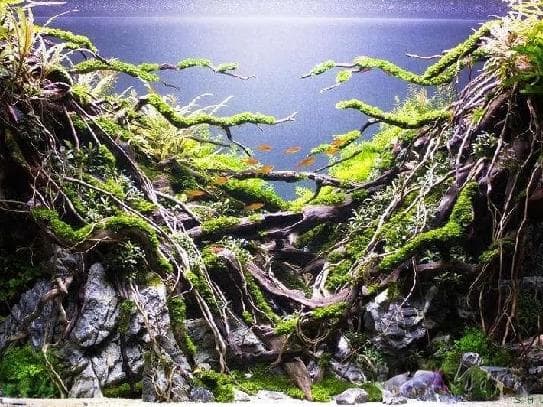 鱼缸造景——沉木的选择