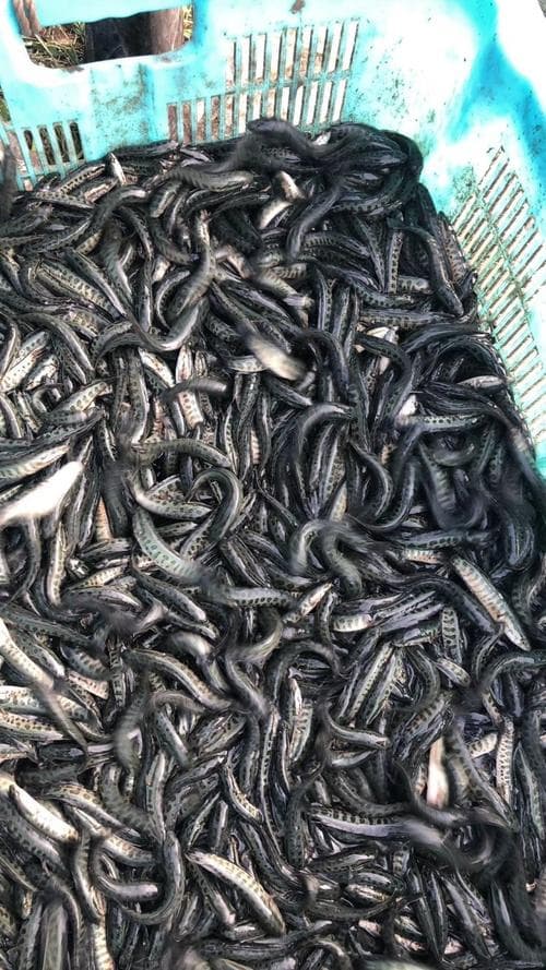 黑鱼孵化鱼苗（黑鱼苗孵化养殖技术）