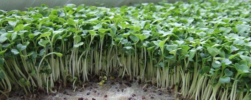 绿豆苗的种植方法！绿豆苗怎么浸种、催芽、萌芽？附后期管理！