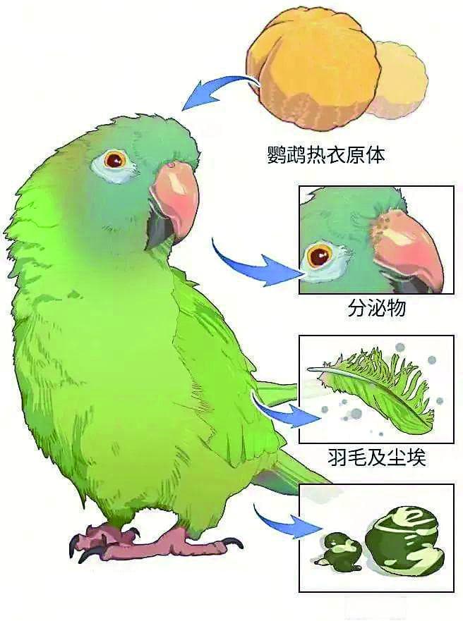 夫妻双双确诊鹦鹉热 真是鸟儿惹的祸