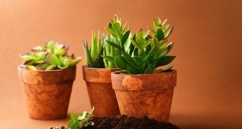 沉香盆栽怎么养？,热带香木的居家种植艺术