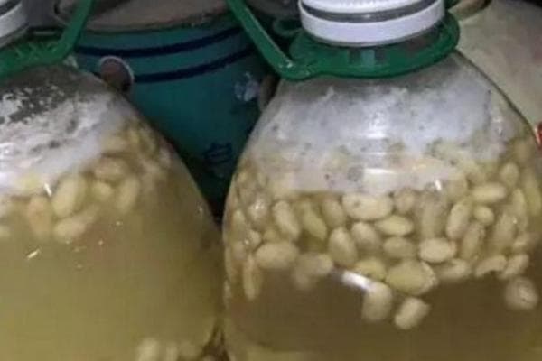 四种实用的黄豆沤肥方法，让厨余变废为宝