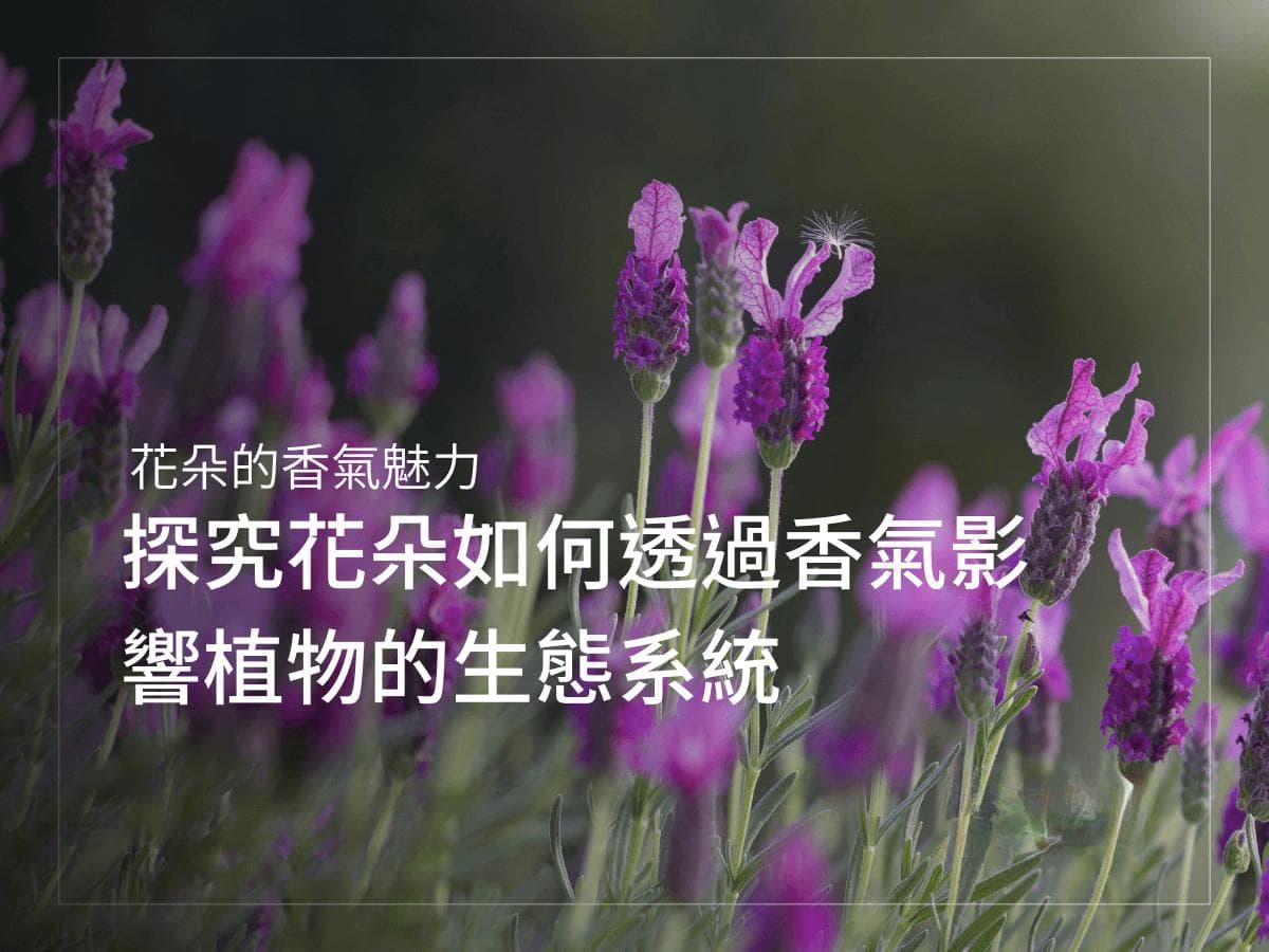 花朵的香气魅力：探究花朵如何通过香气影响植物的生态系统