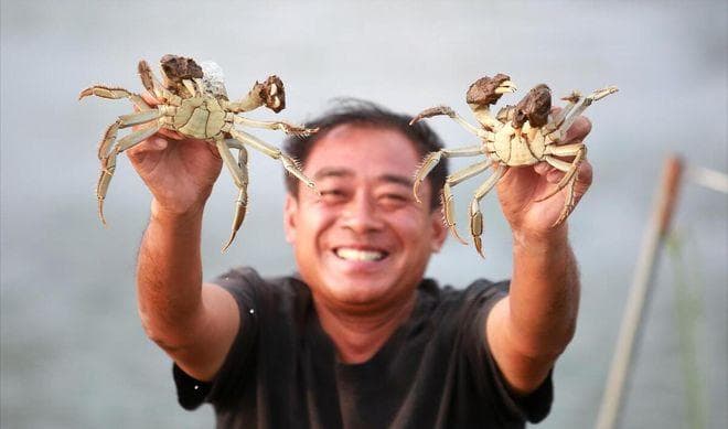 相守蟹的饲养方法