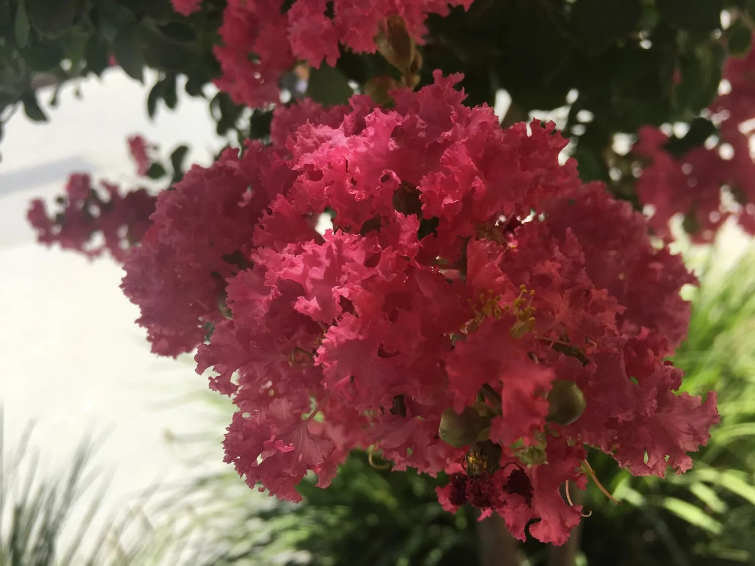 唐岛湾紫薇花海打卡，骑行新体验！