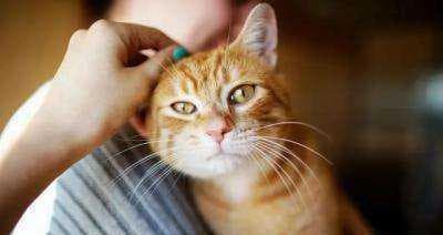 猫得正常体温是多少度？如何测量和解读？