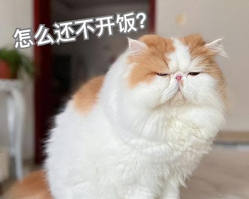 猫咪生完小猫后有哪些常见表现？如何照顾新生小猫？