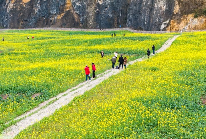 修复废弃矿山 巴南区多出一片“花海”！