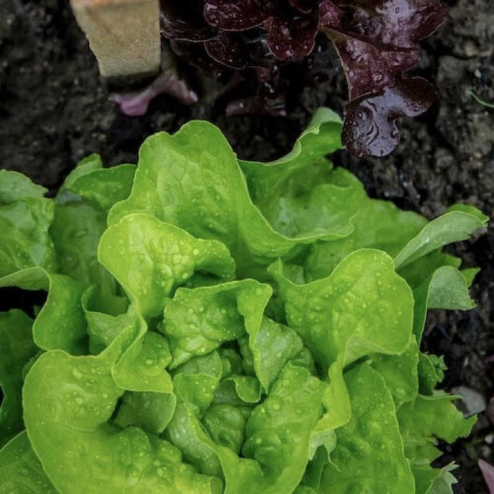 生菜种植技术详解：环境、水肥、病害管理全攻略