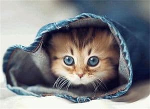 猫咪排便攻略：宠物主人必看