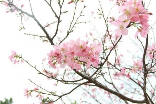 深圳哪里可以看樱花？深圳看樱花的地方