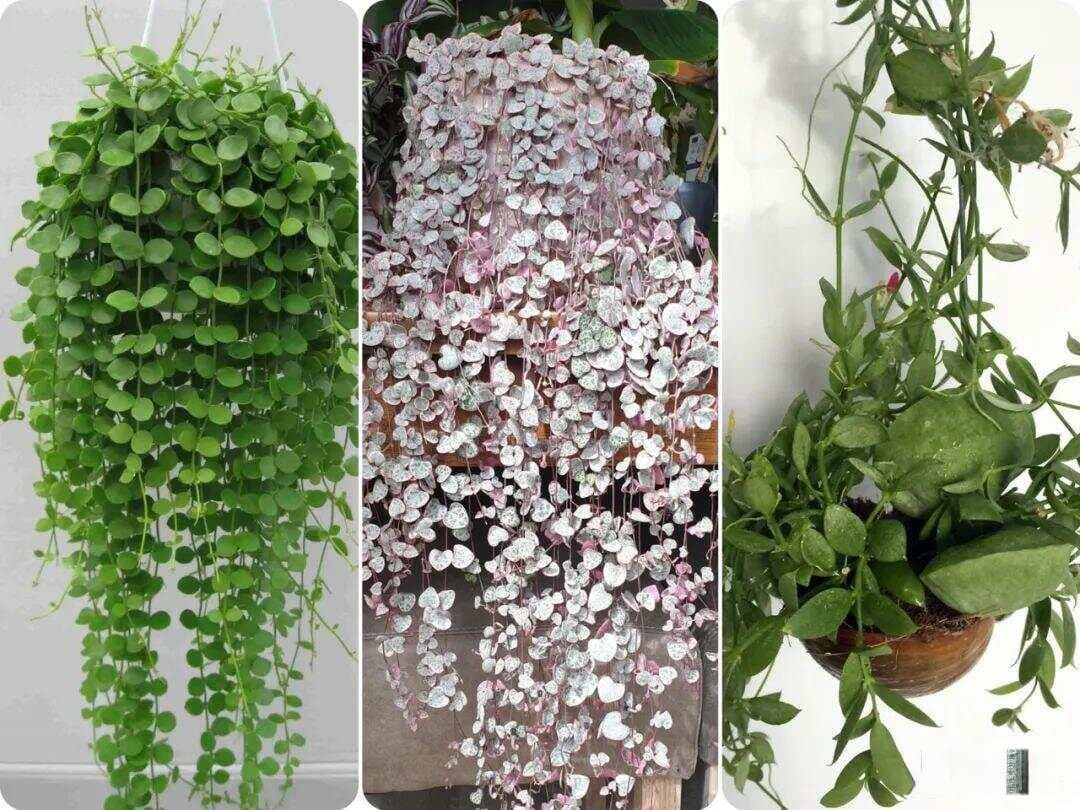 7种很可爱的垂盆多肉植物，春暖后就可以入手，适合新手
