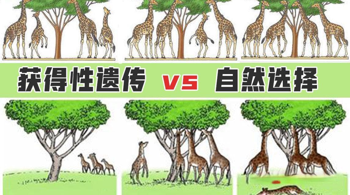 衣物保暖优于体毛，自然选择塑造人类进化方向