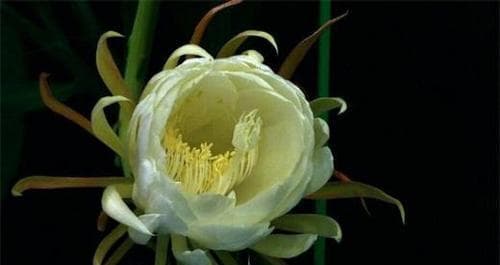 昙花：寓意浓郁的昙花花语与生命哲学