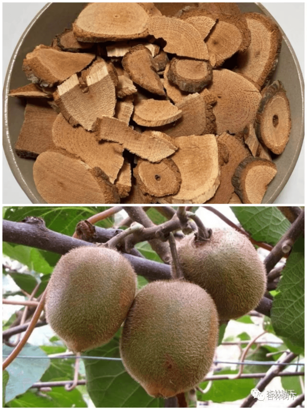 藤梨根：传统中药在抗肿瘤领域的应用与研究