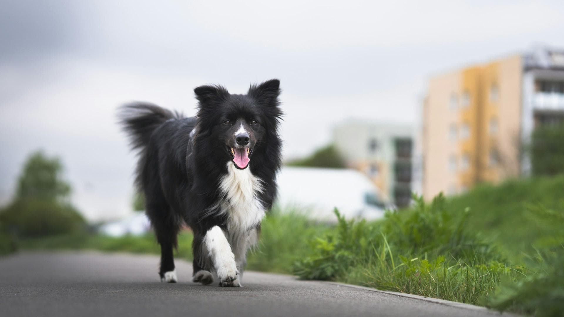 边境牧羊犬（边牧），以牧羊闻名的高智商犬种