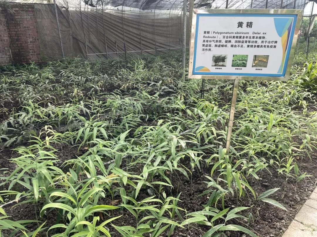 黄精变“黄金”！温江这个科研团队以成果转化开辟新赛道
