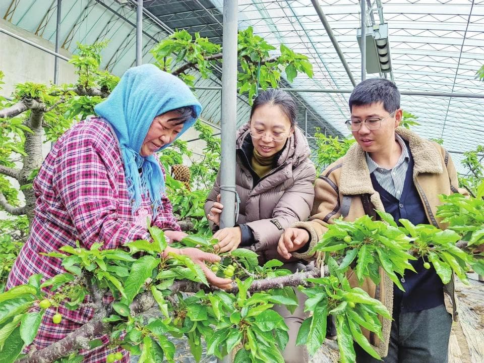两年能结三季果！烟台大樱桃有望提前上市