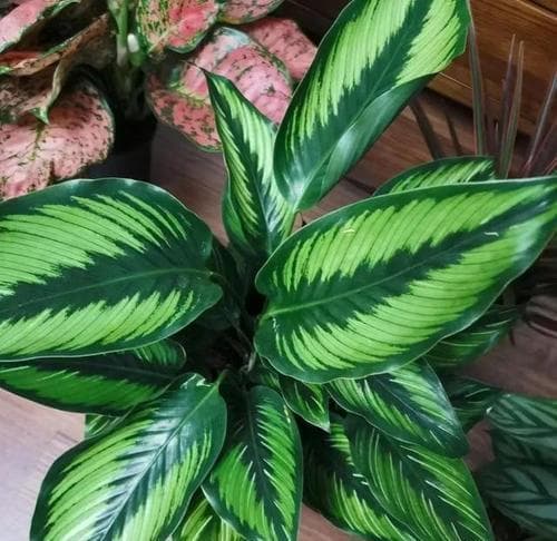 竹芋类植物有哪些品种？如何养护？