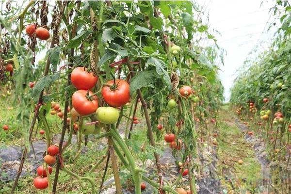西红柿种植温度多少合适？