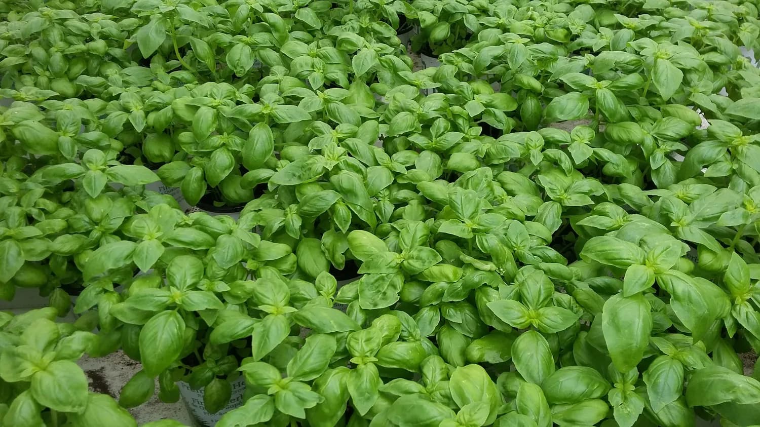 从播种到管理：一文掌握罗勒种植核心技术