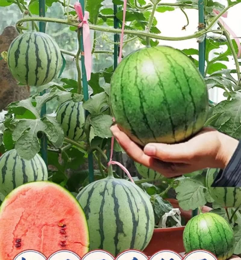 西瓜的生长条件与生长环境（西瓜种植地点及适宜生长条件）