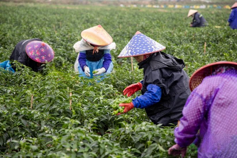 海南辣椒产业困境：供需失衡与产业升级之路