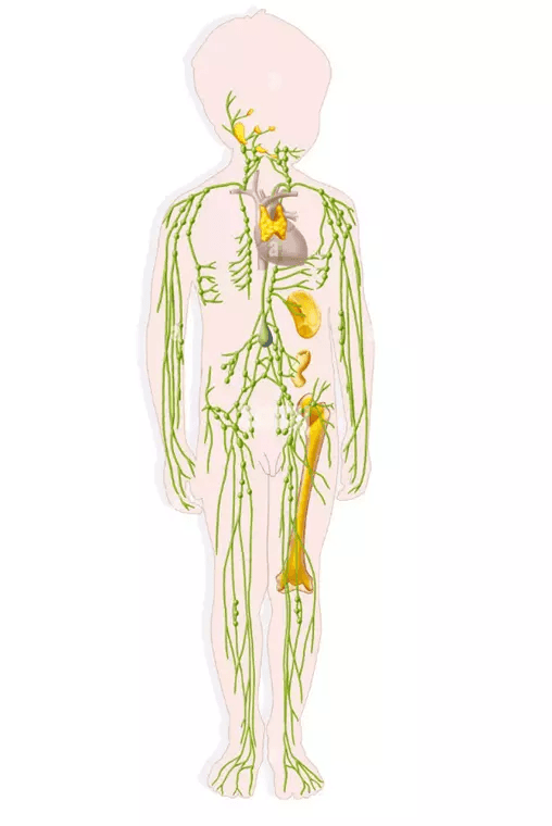 儿童急性肠系膜淋巴结炎：症状、诊断与治疗全解析