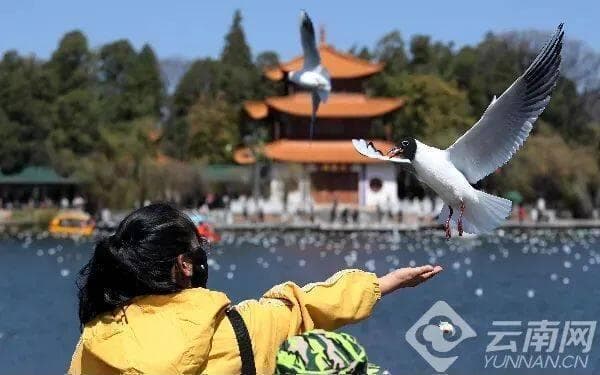 红嘴鸥来啦！昆明12个最佳观鸥地点全攻略