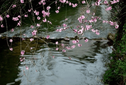 白居易《花非花》：一首充满哲理的朦胧诗