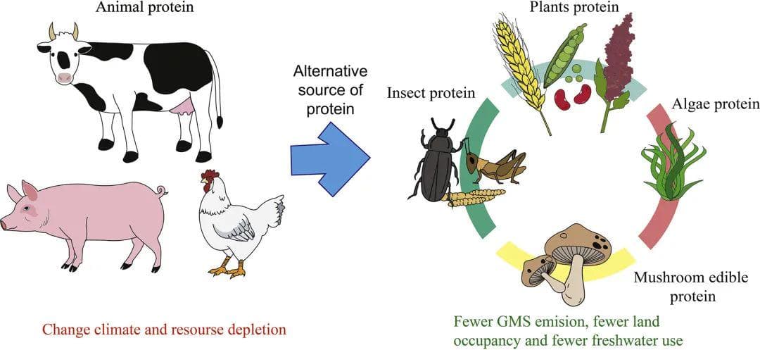 植物蛋白、昆虫、食用菌和藻类：传统动物蛋白的可持续替代品