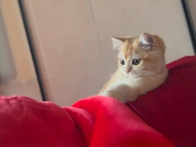 猫一辈子待在家里，不出门，会觉得无聊吗？