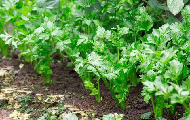 芹菜的种植方法和时间