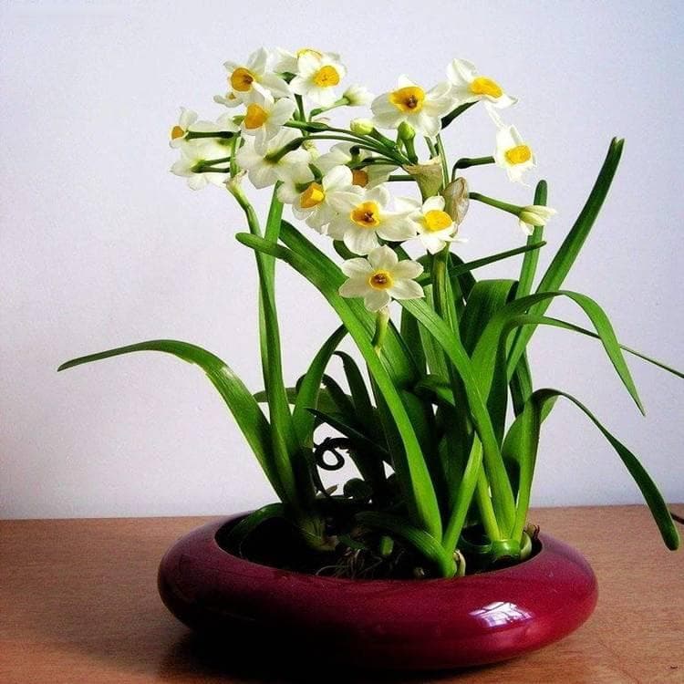 洋水仙什么时候种植最好