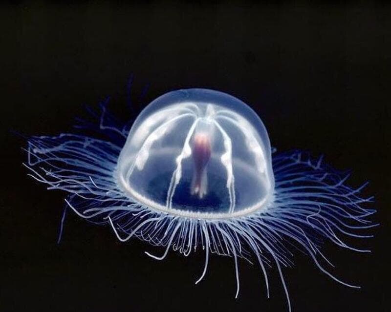 水母的寿命：全面解析
