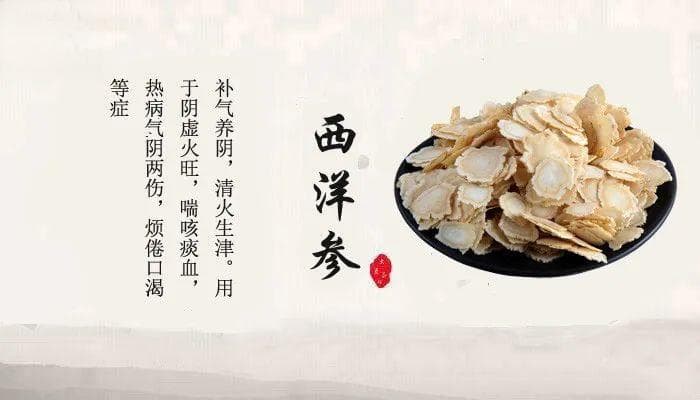 西洋参的传奇故事及其药用功效