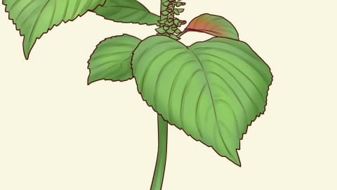 野黄麻的功效与作用