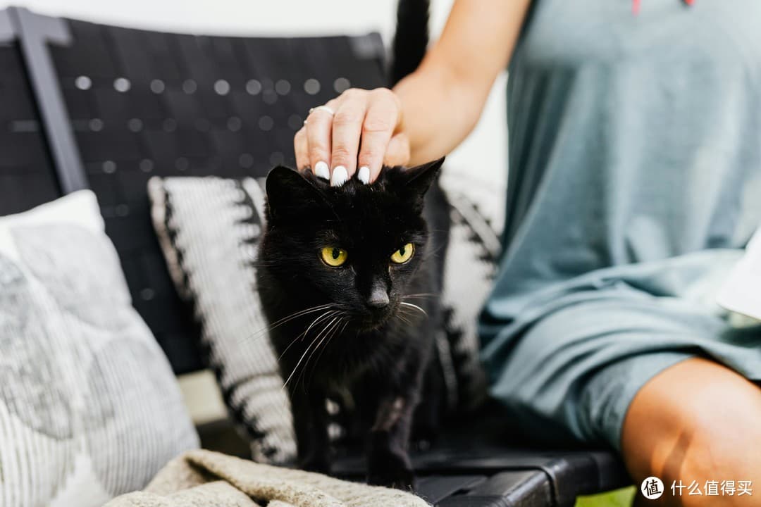 新手养猫指南：如何成为猫咪的最佳铲屎官？
