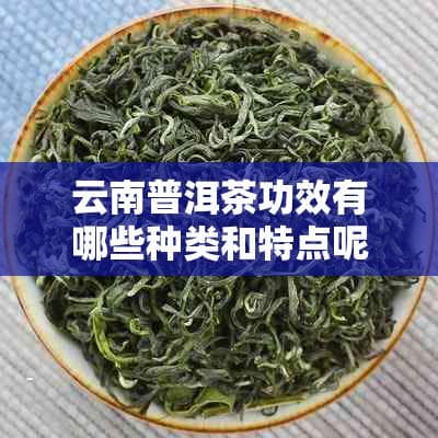 云南普洱茶的功效与特点