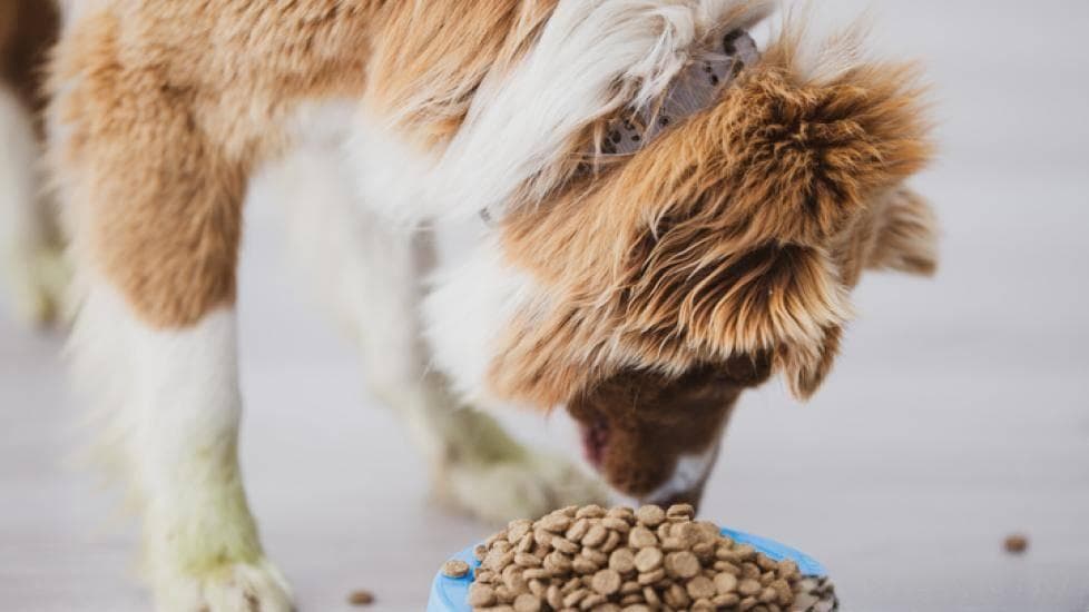 让爱犬回归苗条身姿：全面解析选择最佳减肥狗粮的策略！