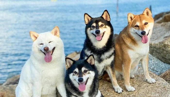 白柴犬需要多少空间才能养活？如何创造适宜的环境？