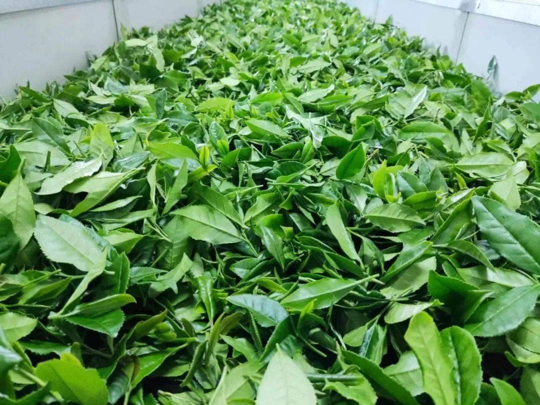 低咖啡碱茶：失眠人群的健康之选