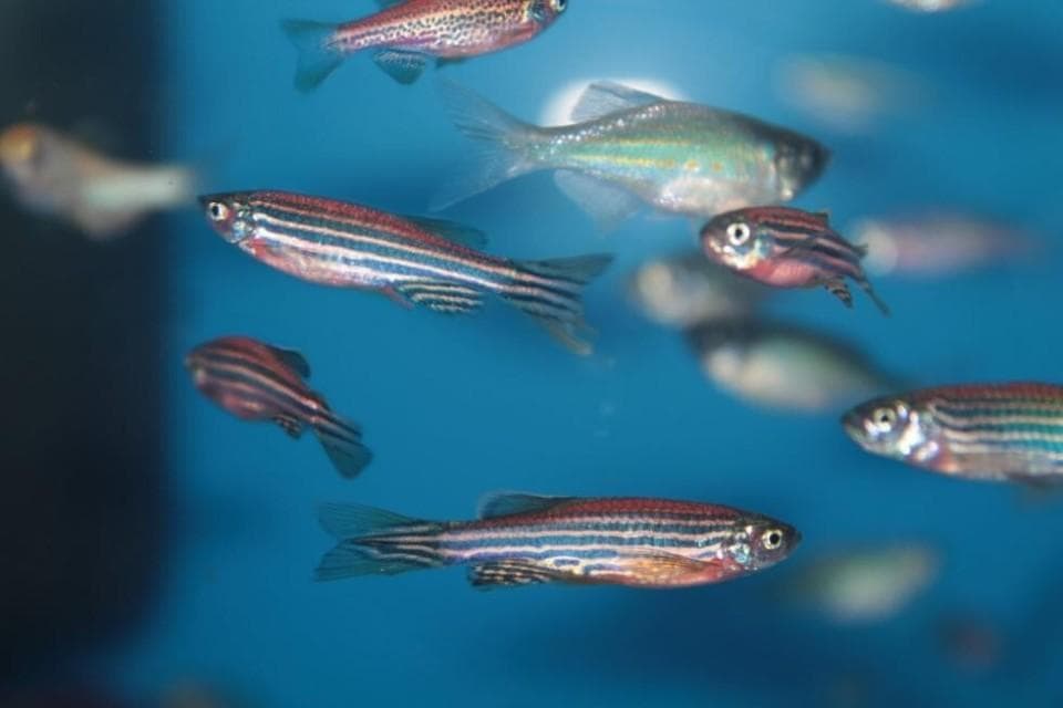 含麝香的产品可能导致青春期提前，我们该怎么选洗化用品？