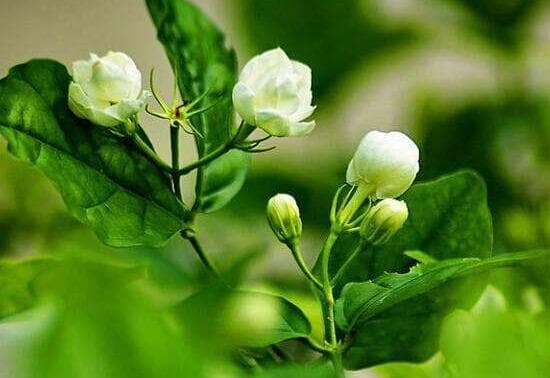 茉莉花的花语与寓意：不同颜色、数量的茉莉花所代表的独特含义