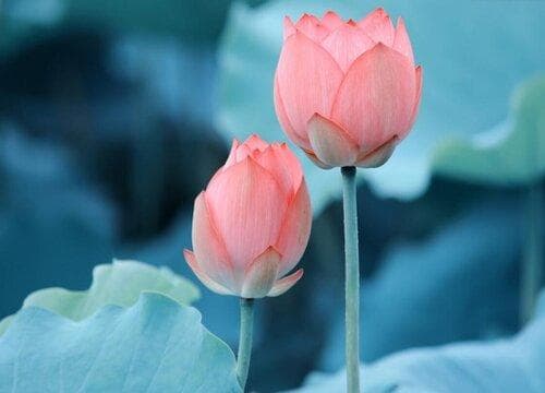 莲花的生长习性特点和生长环境条件
