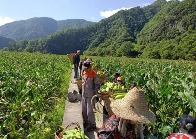 宁陕县江口回族镇江河村：砥砺奋进，绘就乡村新画卷