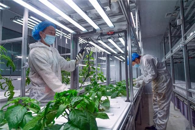 人工成本降低70%！数字科技赋能智慧农业